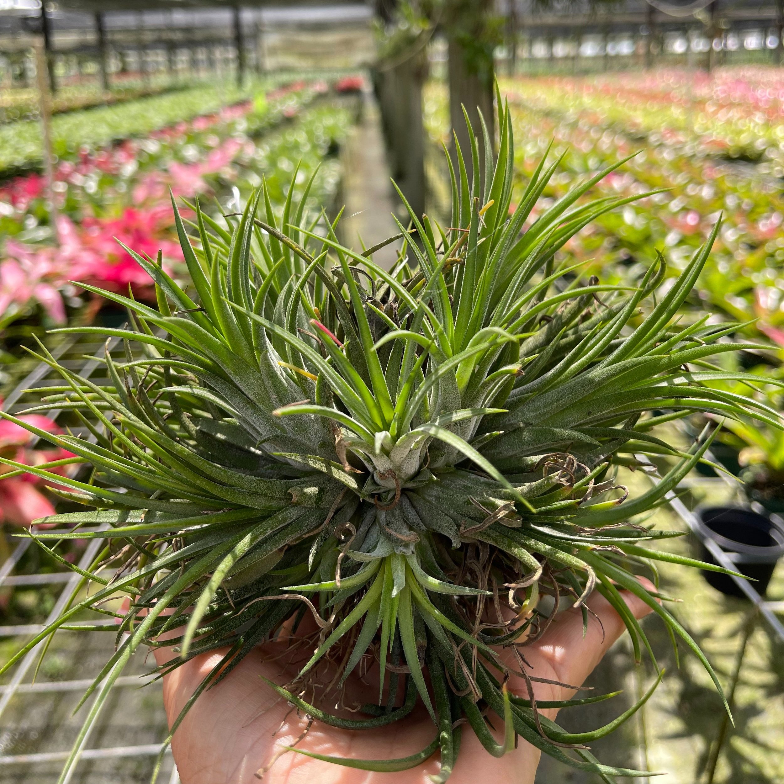 Tillandsia ionantha 'Fuego Ball' — LC Blooms & More